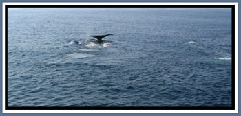 Whales at Stellwagen Bank National Marine Sanctuary &copy; Page Makers, LLC